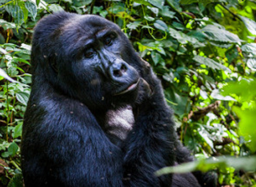 silverback gorilla tours