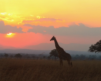 tanzania safari holiday