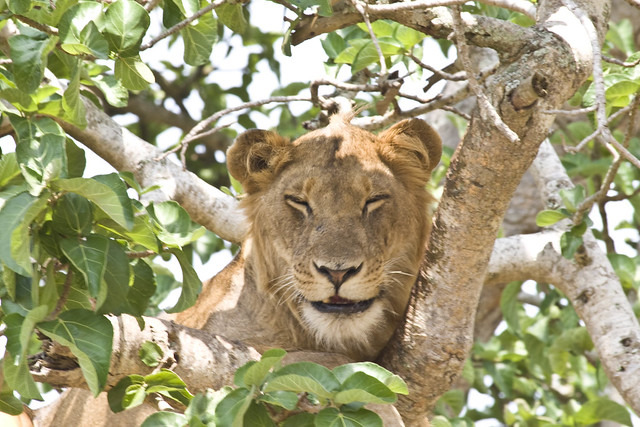 tree climbing lions uganda