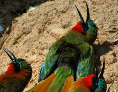 uganda birding tours