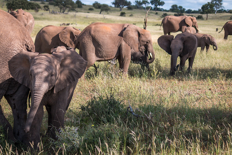 visit botswana safaris