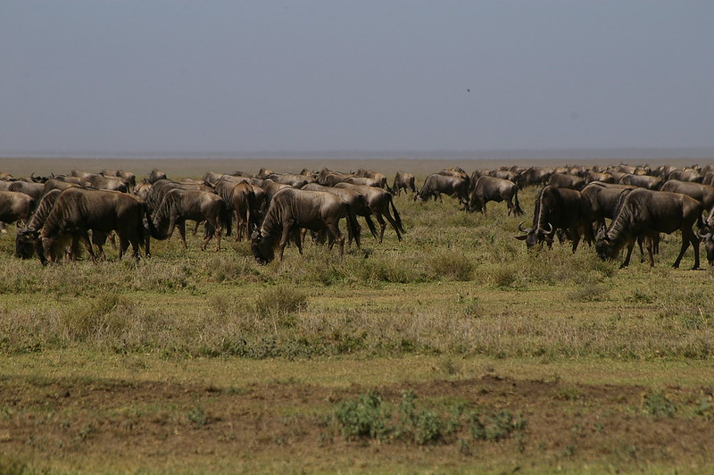 wildebeest migration safari