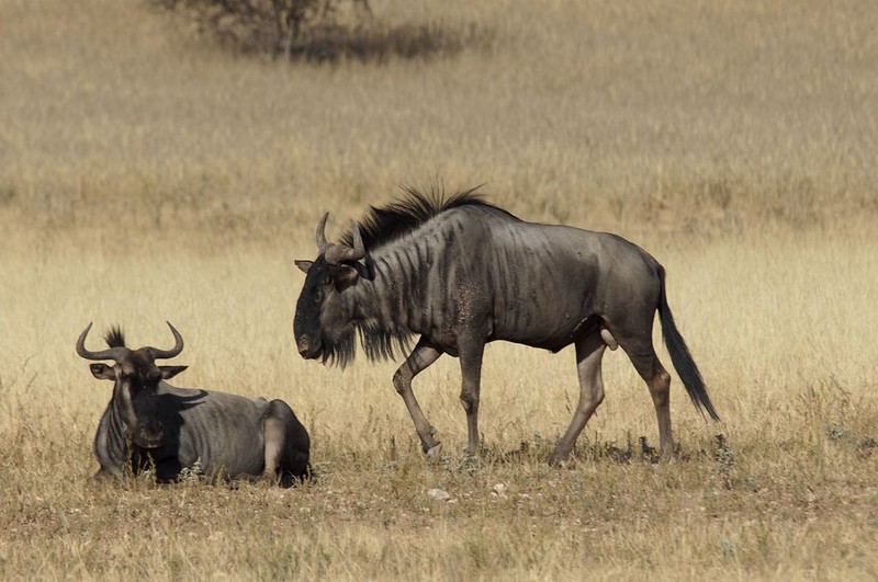 wildebeest safari south africa